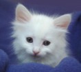/album/fotografije-rase-turska-angora/cute-turkish-angora-cat-2-jpg/