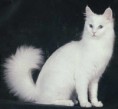 /album/fotografije-rase-turska-angora/white-angora-jpg/